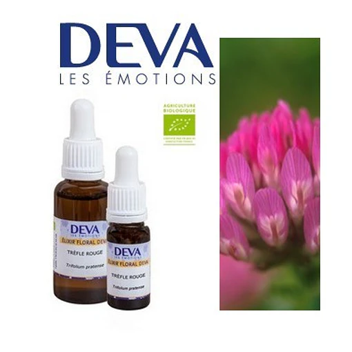 TREBOL ROJO / Red Clover