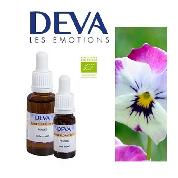 ​VIOLETA PENSAMIENTO / Pansy