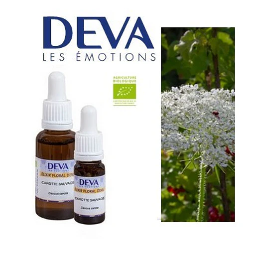 ZANAHORIA / Queen Anne’s Lace