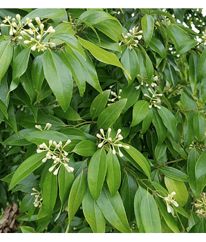​CANELA DE CHINA - Cinnamomum cassia (Hoja)