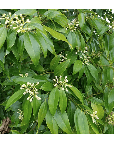 ​CANELA DE CHINA - Cinnamomum cassia (Hoja)