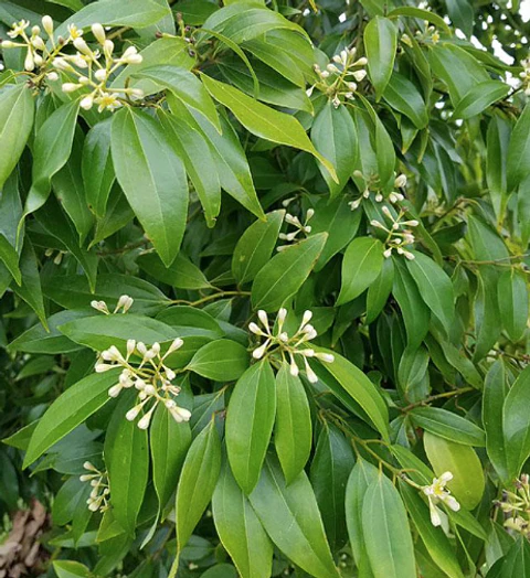 ​CANELA DE CHINA - Cinnamomum cassia (Hoja)