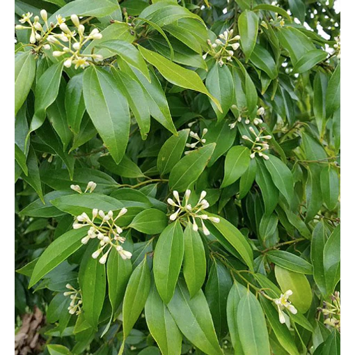 ​CANELA DE CHINA - Cinnamomum cassia (Hoja)