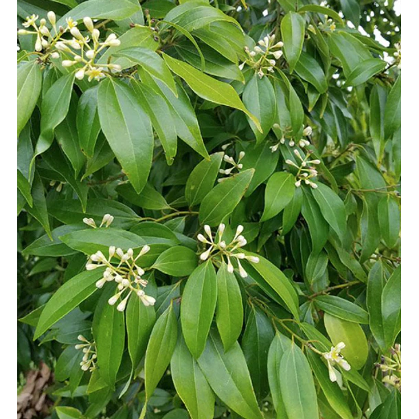 ​CANELA DE CHINA - Cinnamomum cassia (Hoja)