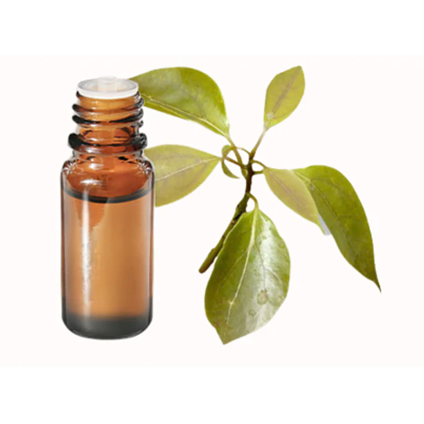 ​PALO DE HÔ / ALCANFORERO - Cinnamomum camphora (Madera)