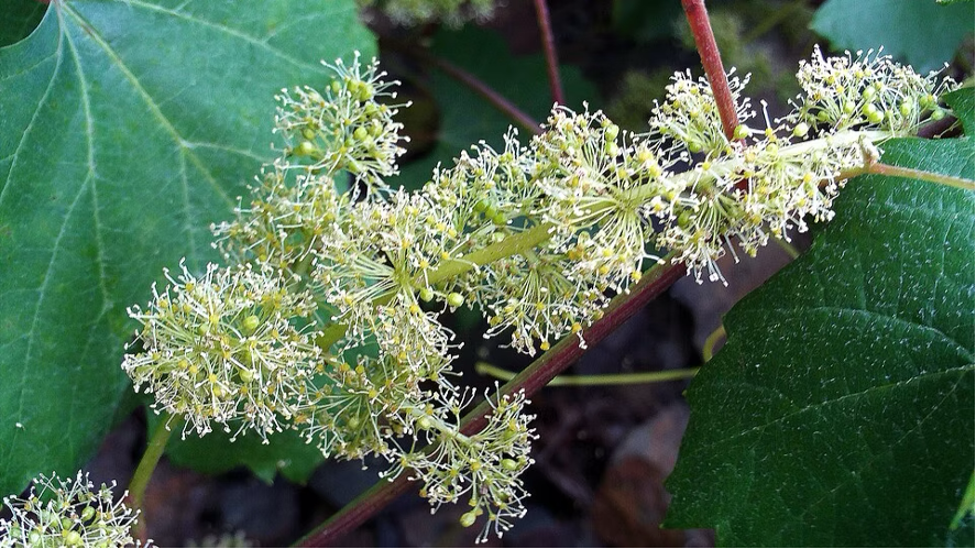 Flores de Bach : VINE (32)