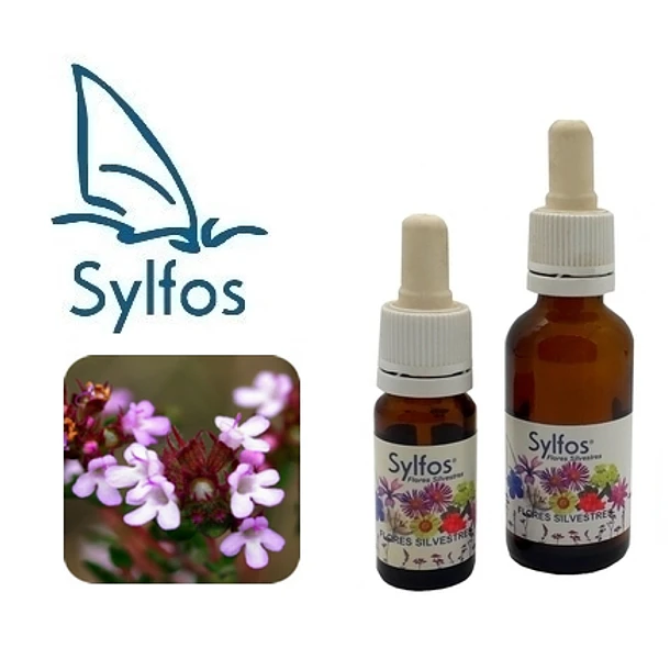 TOMILLO / Thyme ﻿