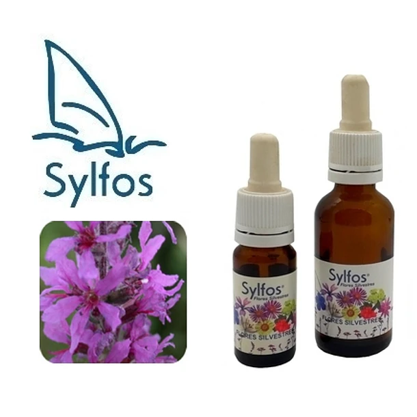 SALICARIA / Loosestrife