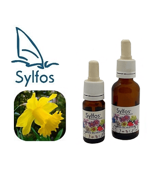 NARCISO SALVAJE / Daffodil