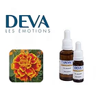 CLAVEL DE INDIAS / TAGETES / Marygold 2
