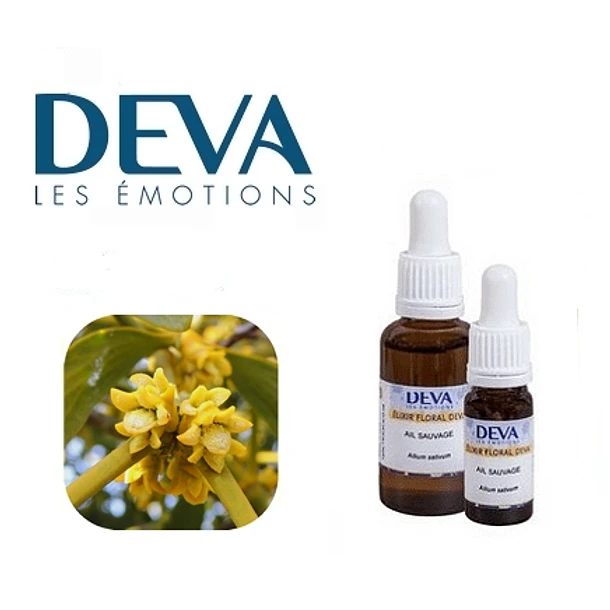 MUERDAGO / Mistletoe 