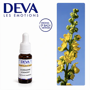 AGRIMONY / Agrimonia (1)