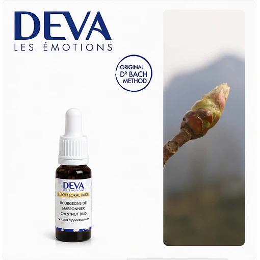 CHESTNUT BUD / Brote de Castaño (7)