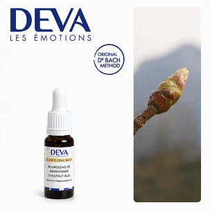 CHESTNUT BUD / Brote de Castaño (7)