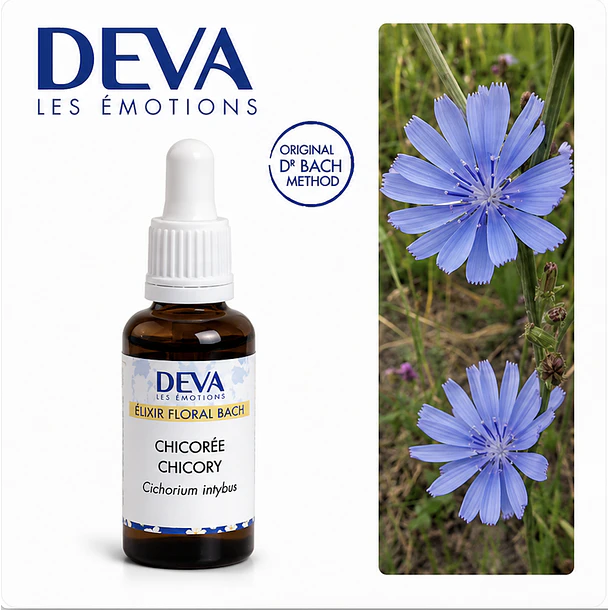 CHICORY / Achicorea  (8) 2