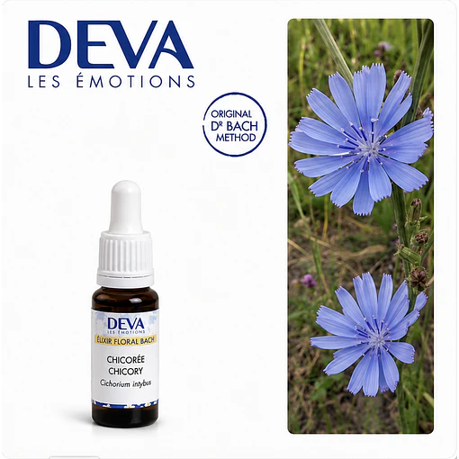 CHICORY / Achicorea  (8)