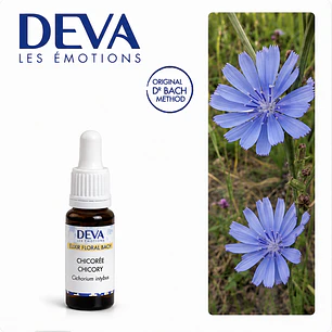 CHICORY / Achicorea  (8)