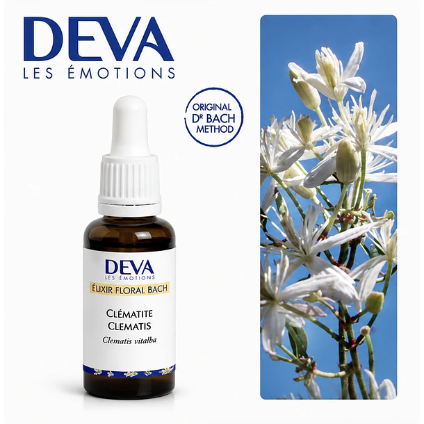 CLEMATIS / Clemátide (9) 2