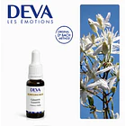 CLEMATIS / Clemátide (9) 1