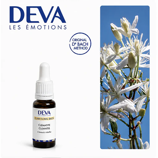 CLEMATIS / Clemátide (9)