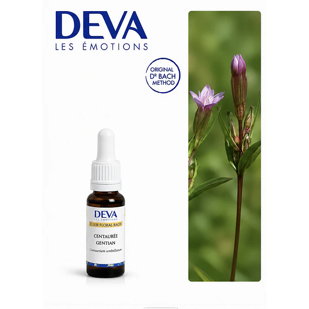 GENTIAN / Genciana (12) 1