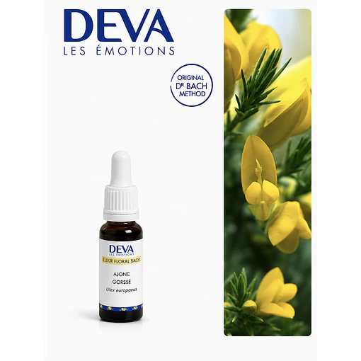 GORSE / Aulaga (13)