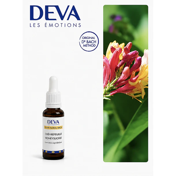 HONEYSUCKLE / Madreselva (16) 1