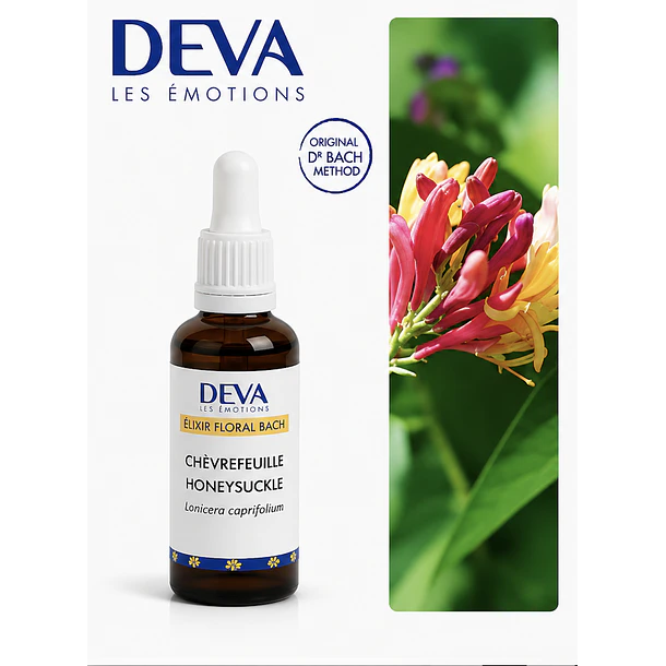 HONEYSUCKLE / Madreselva (16) 2
