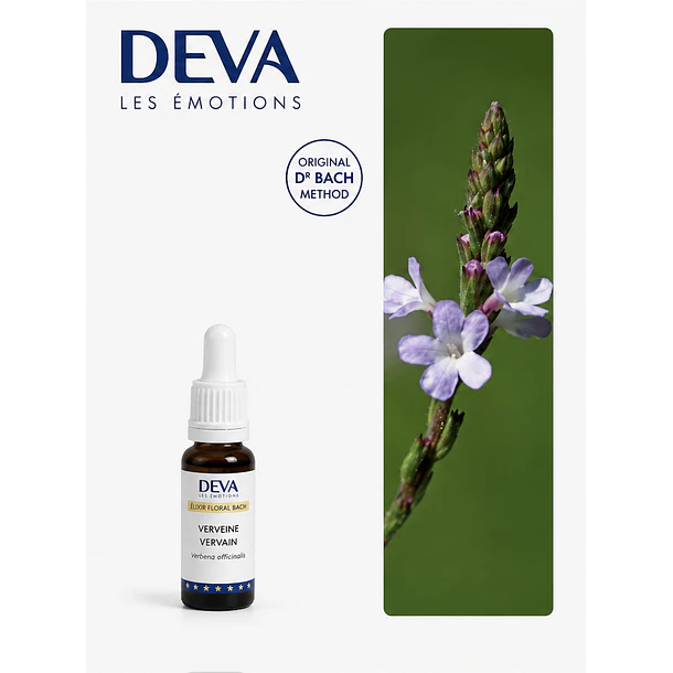 VERVAIN / Verbena (31) 1