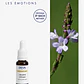 VERVAIN / Verbena (31) - Miniatura 1