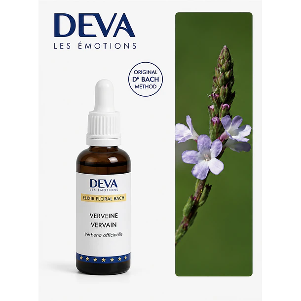 VERVAIN / Verbena (31) 2