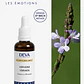 VERVAIN / Verbena (31) - Miniatura 2