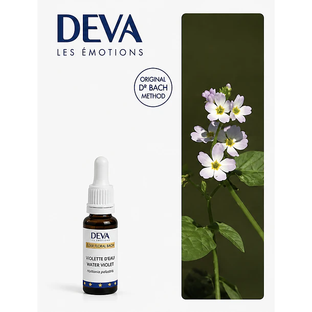 WATER VIOLET / Violeta de Agua (34) 1