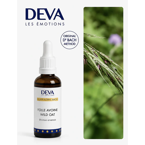 WILD OAT / Avena silvestre (36) 2