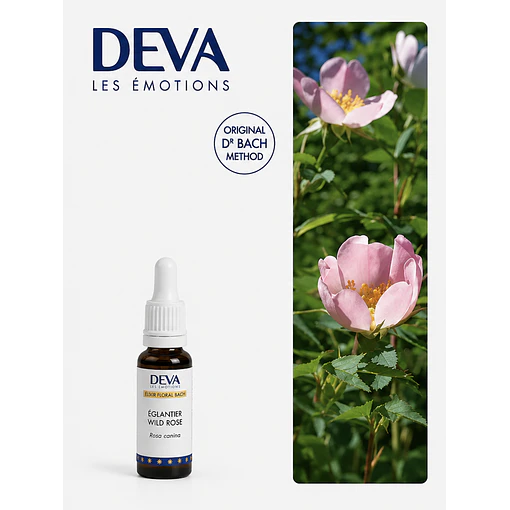 WILD ROSE / Rosa silvestre (37)