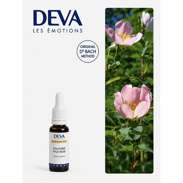 WILD ROSE / Rosa silvestre (37) 1
