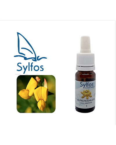 ALFALFA CHILOTA (Lotus uliginosus) - 1