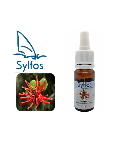 NOTRO (Embothrium coccineum) - 18