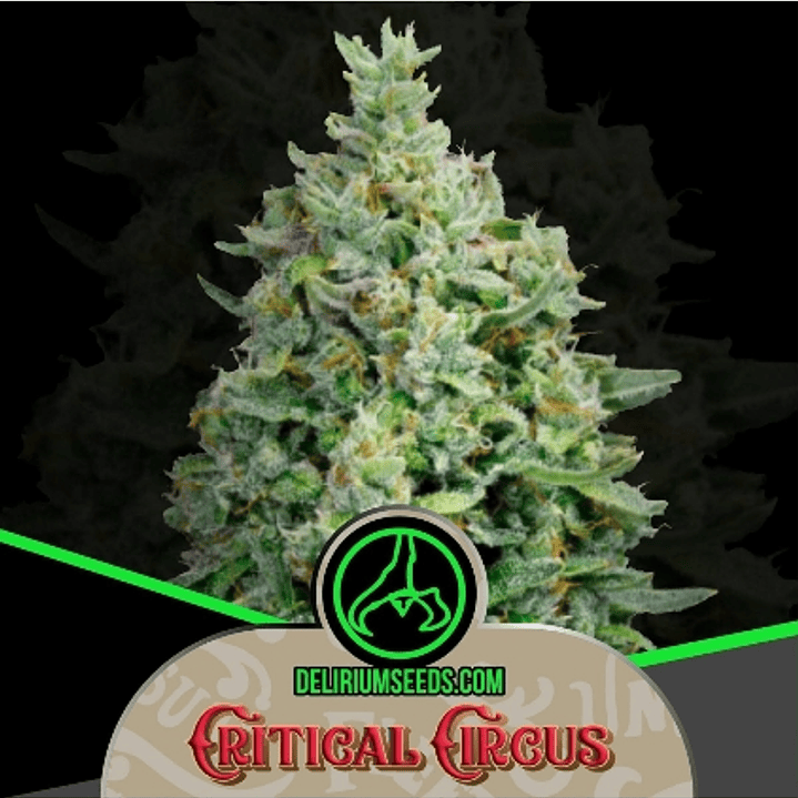 Semilla CRITICAL CIRCUS 4 FAST - DELIRIUM SEEDS 1