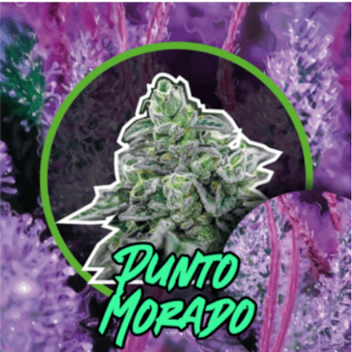 Semilla PUNTO MORADO 4 FEM - DELIRIUM SEEDS 1