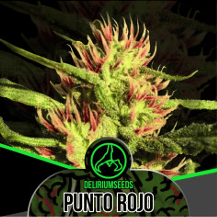 Semilla PUNTO ROJO 4  FEM - DELIRIUM SEEDS 1