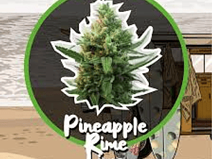  Pineapple Rime Lime Fem DeliriumSeeds (Packs: X1)