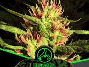  Punto Rojo Auto - DeliriumSeeds (Packs: X1)