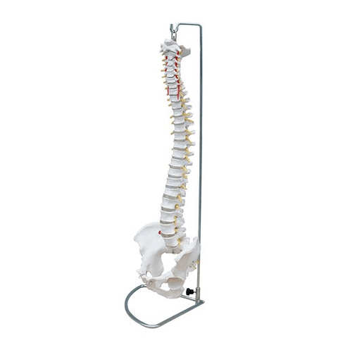 COLUMNA VERTEBRAL FLEXIBLE CON PELVIS