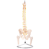 Columna Vertebral con Pelvis y Cabeza de Fémur 