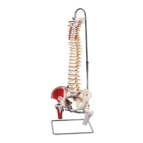 Columna Vertebral Flexible con Inserciones Musculares 