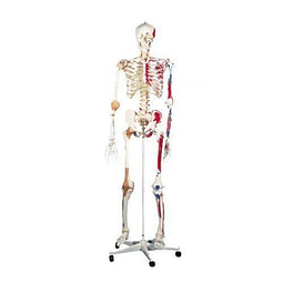 Esqueleto Humano con Inserciones y  Ligamentos 