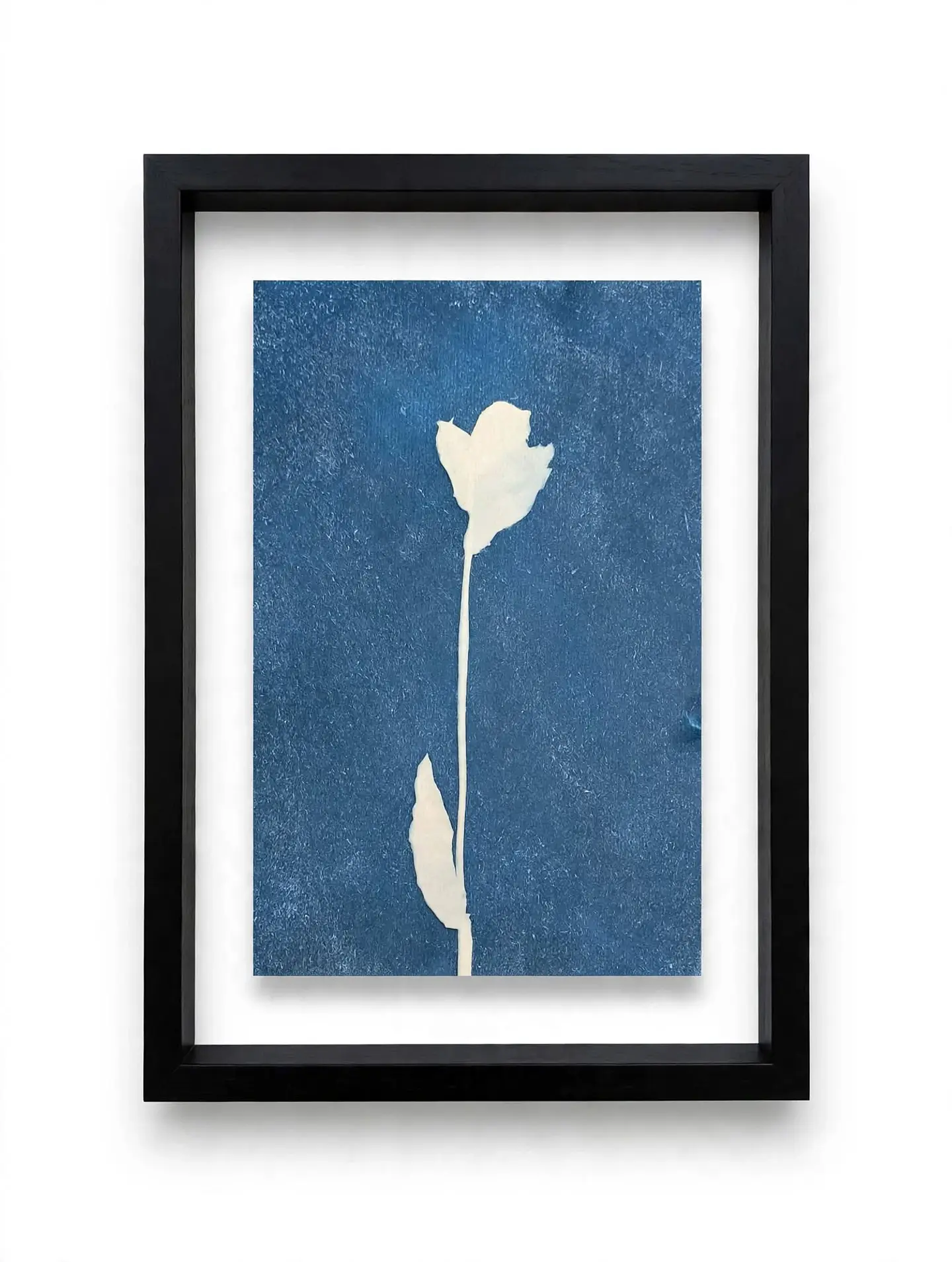 Rosa 1