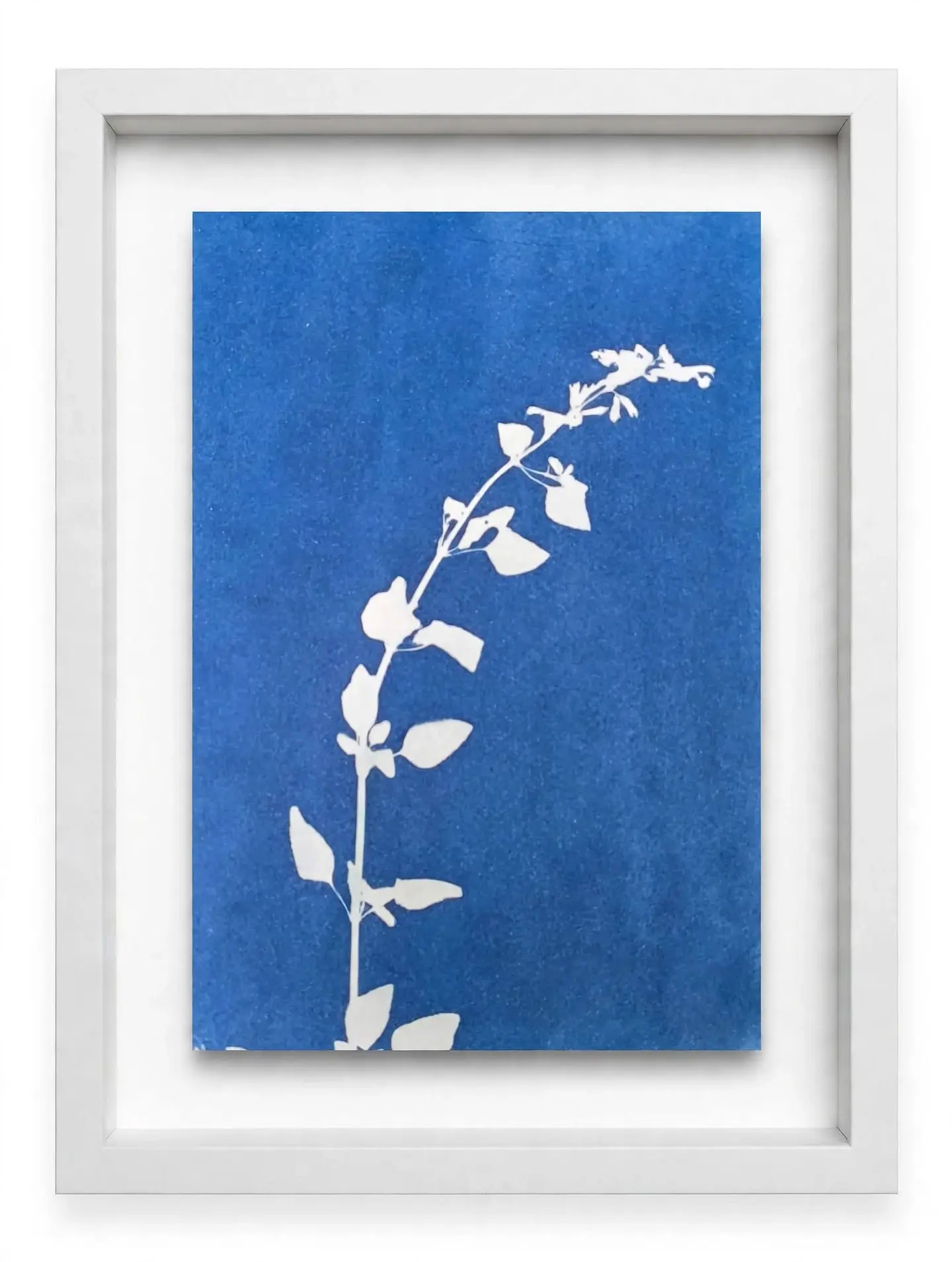 Salvia 1
