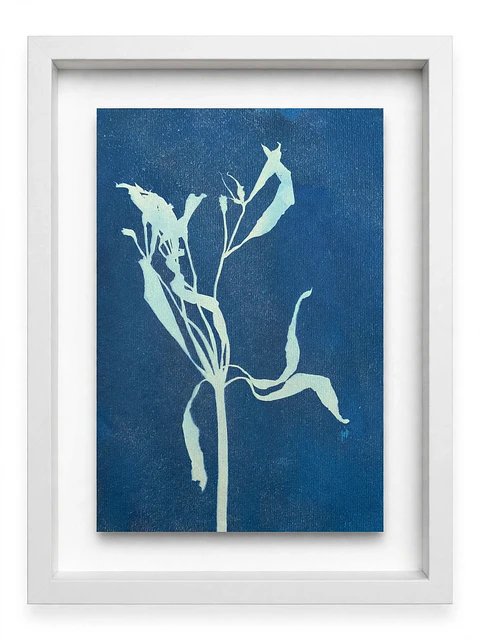 Alstroemeria II